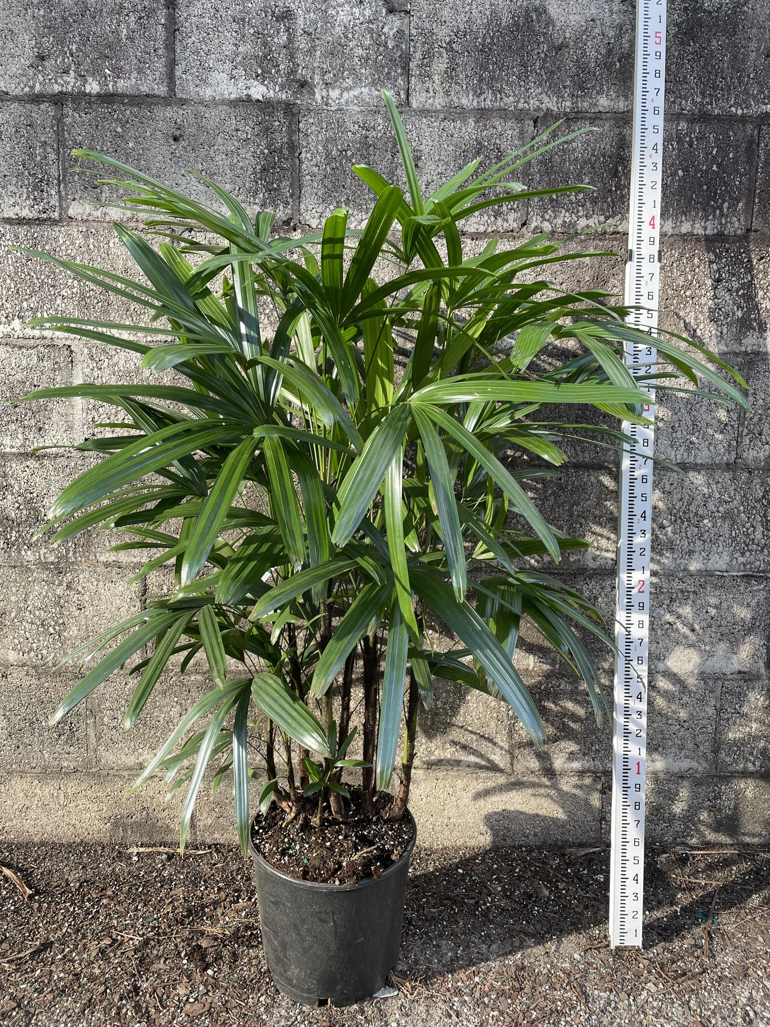 10" Rhapis Excelsa 