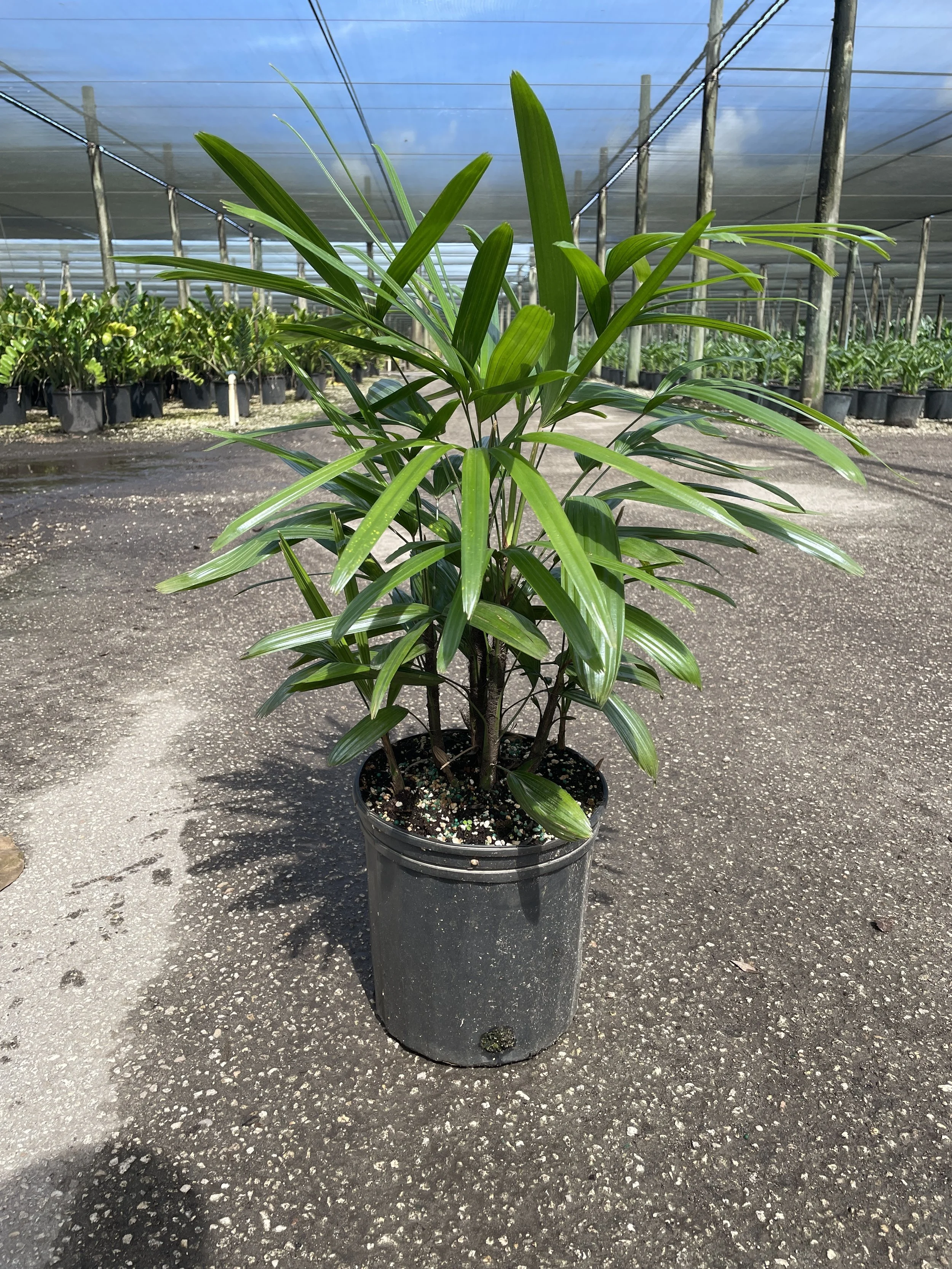 8 " Rhapis