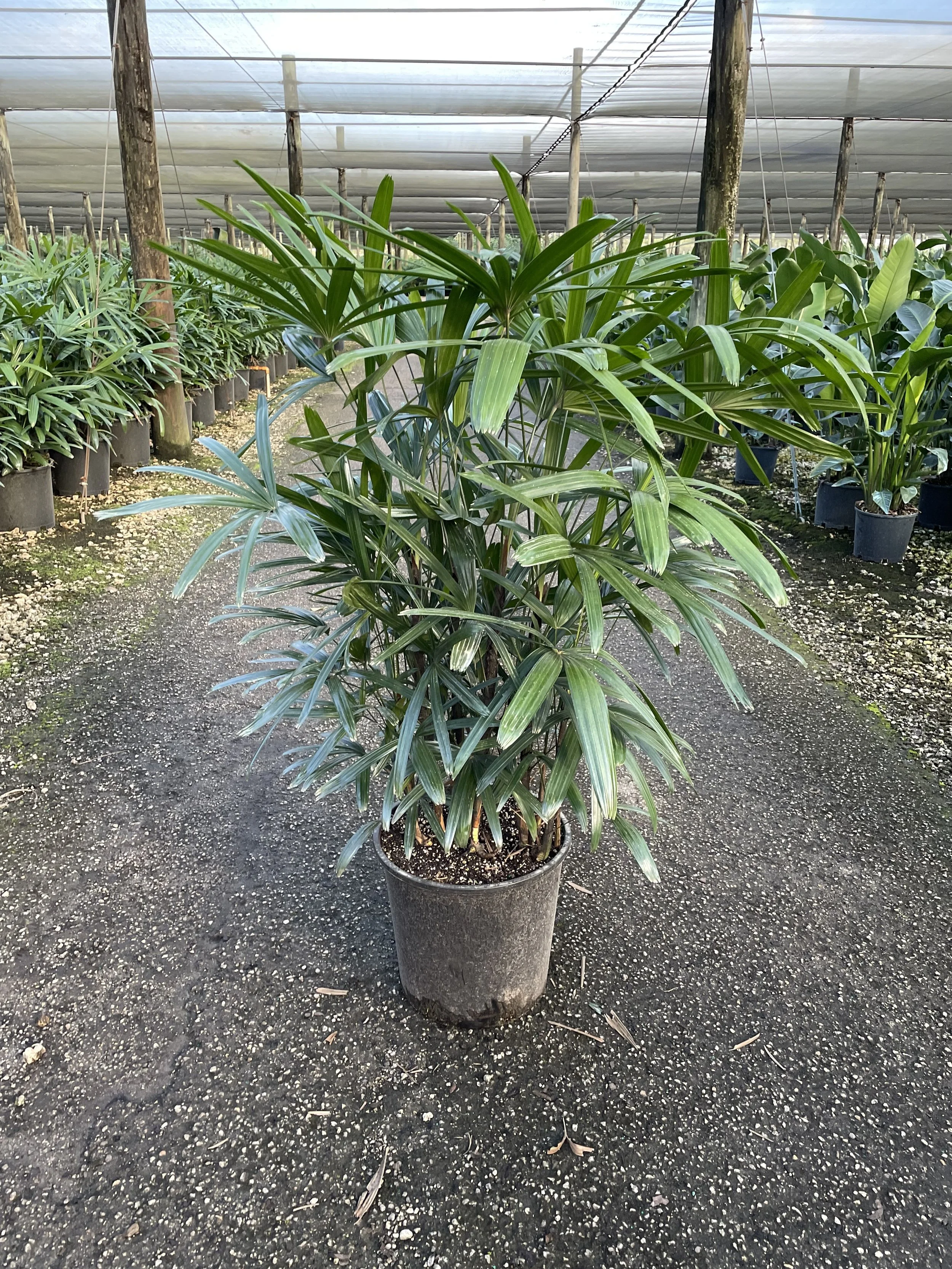 14" Rhapis Excelsa