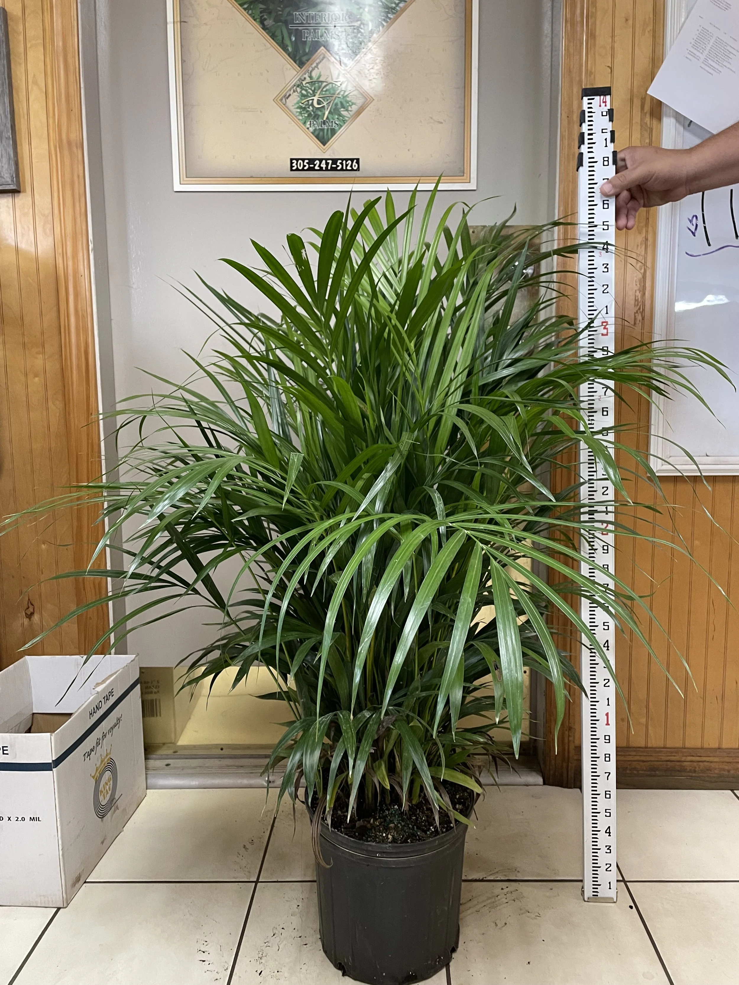 10" Areca Supreme 