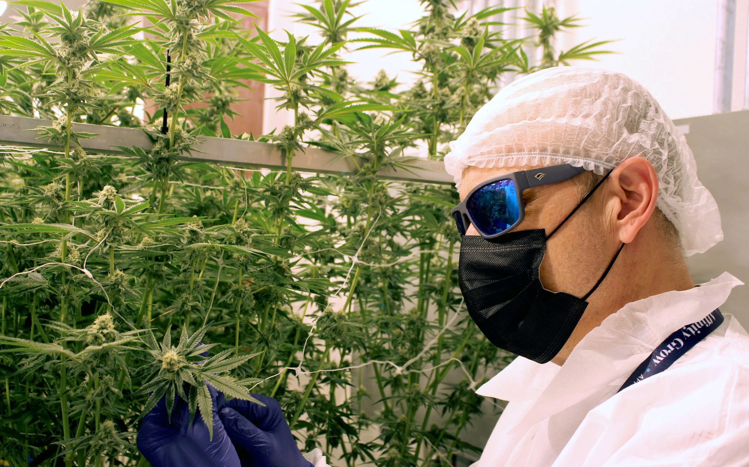 After helping launch CT’s largest cannabis grow facility, Rino Ferrarese spearheads startup micro-cultivator