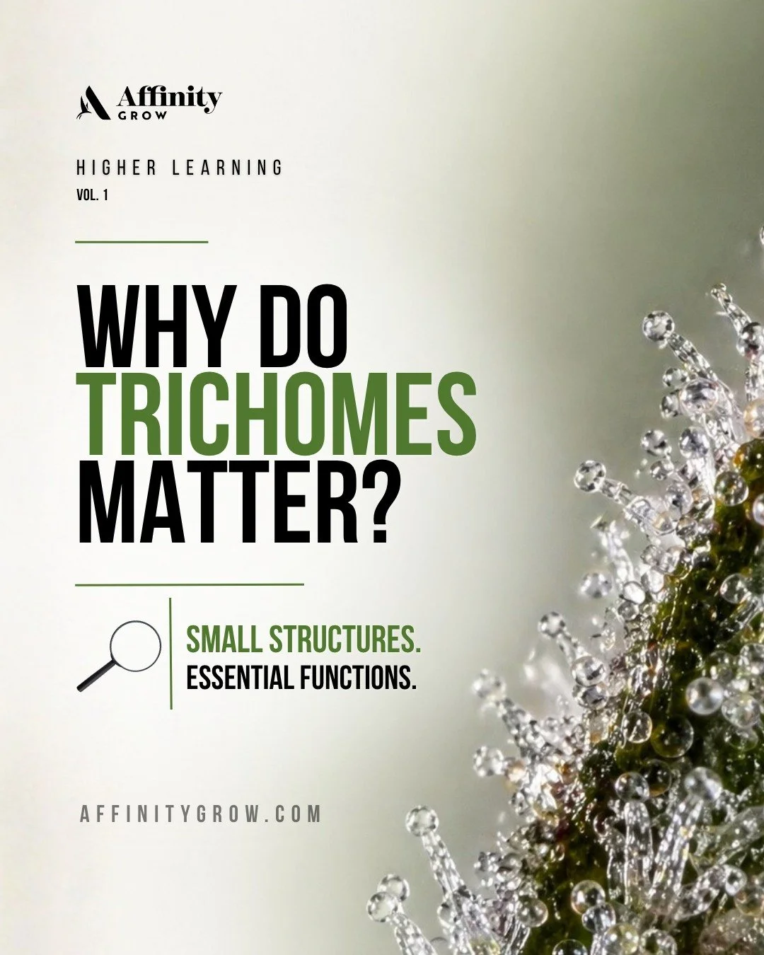 Trichomes are where it all happens&mdash;producing the cannabinoids and terpenes that shape potency, flavor, and overall experience.

Next time you look at flower, look closer&hellip;

👇 Swipe to learn why they matter

#CannabisEducation #Trichomes 