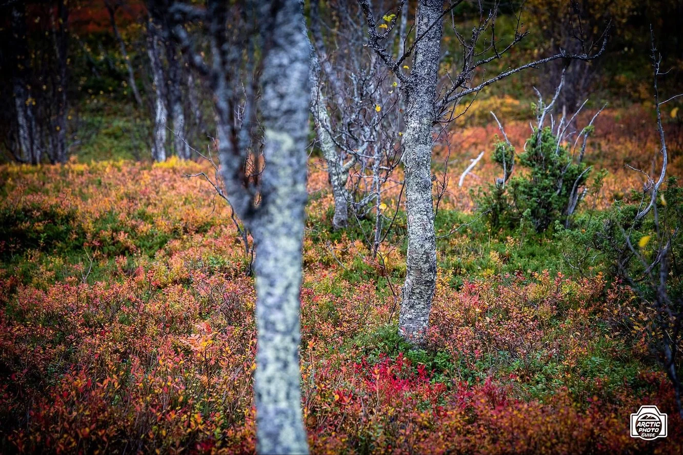 A farewell to Autumn 🍂🍁
Yesterday we got the first light snowfall of the season, in Troms&oslash;.
Some inland areas have accumulated even more than 20 cm!

Here are some pictures I took around a week ago, during a quiet stroll in a forest not too 