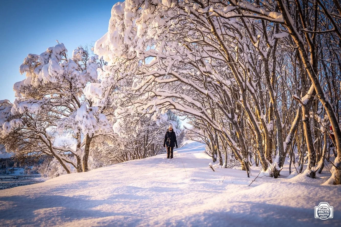 27th of January
Another Arctic Landscapes Photo Tour, this time in a small group tour, where we got greeted by a sunrise, snowy dreamy trees, calm fjords and pinky skies 😍

Not every day the weather is so calm and peaceful up here, but surely Januar