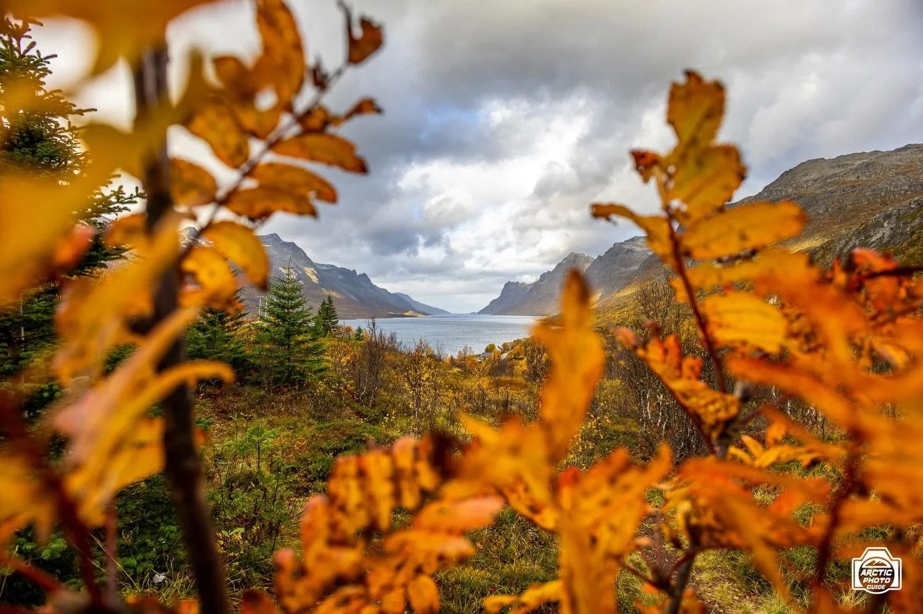 23rd of September
Autumn colours keep on rocking! 🍁

On Wednesday I did a private tour along my favourite places of Kval&oslash;ya island, where I live.
It&rsquo;s been hard not to take too many photos, as the light was simply magical and the views 