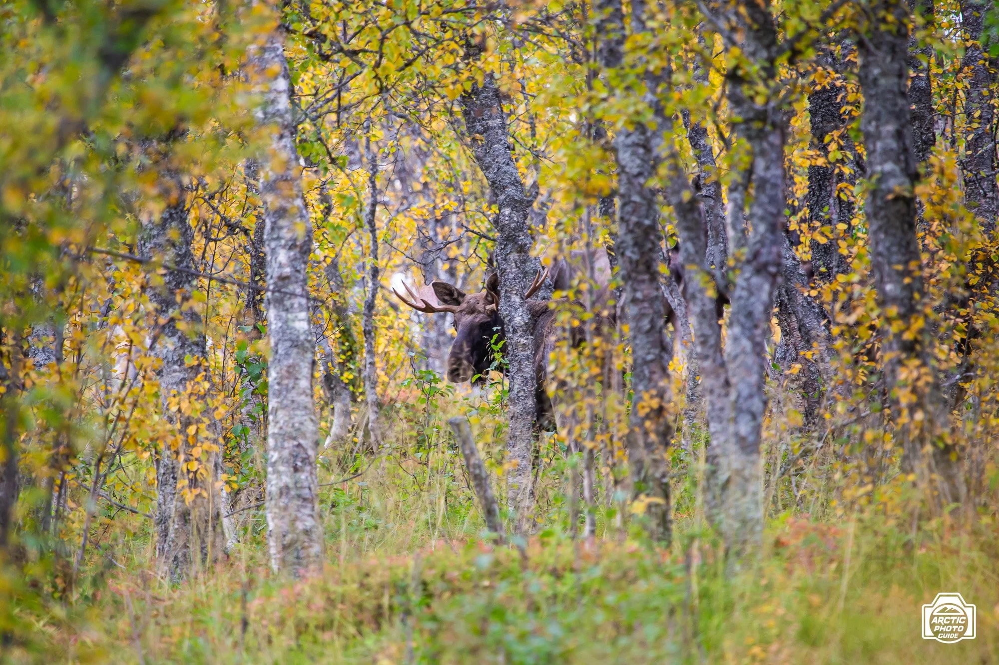 Arctic Photo Guide-8089.jpg