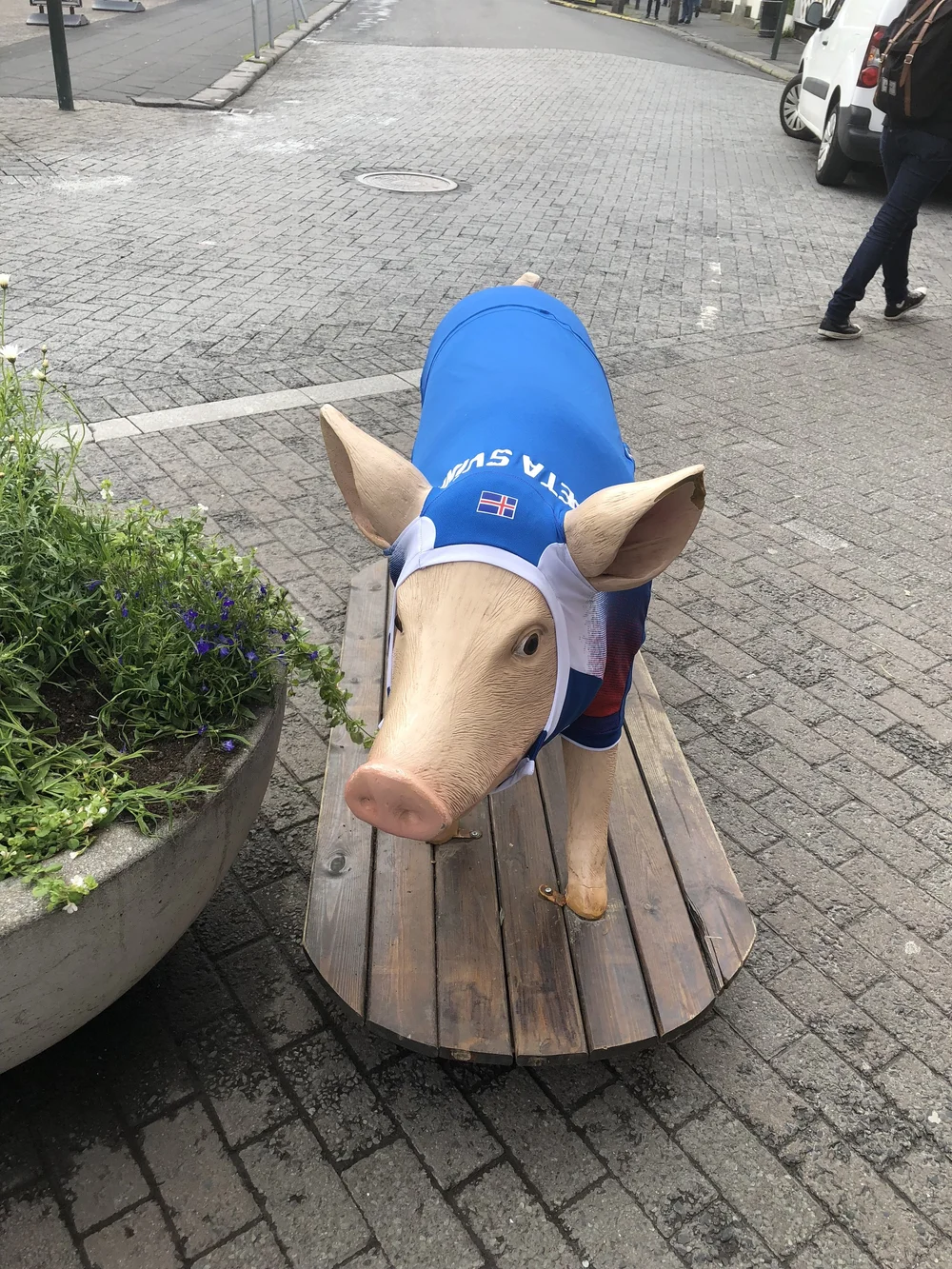 A pig in the square