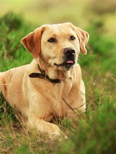 GD&B Paws of Success IMG_4478.JPG