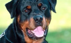 Phillip and Slammer.png