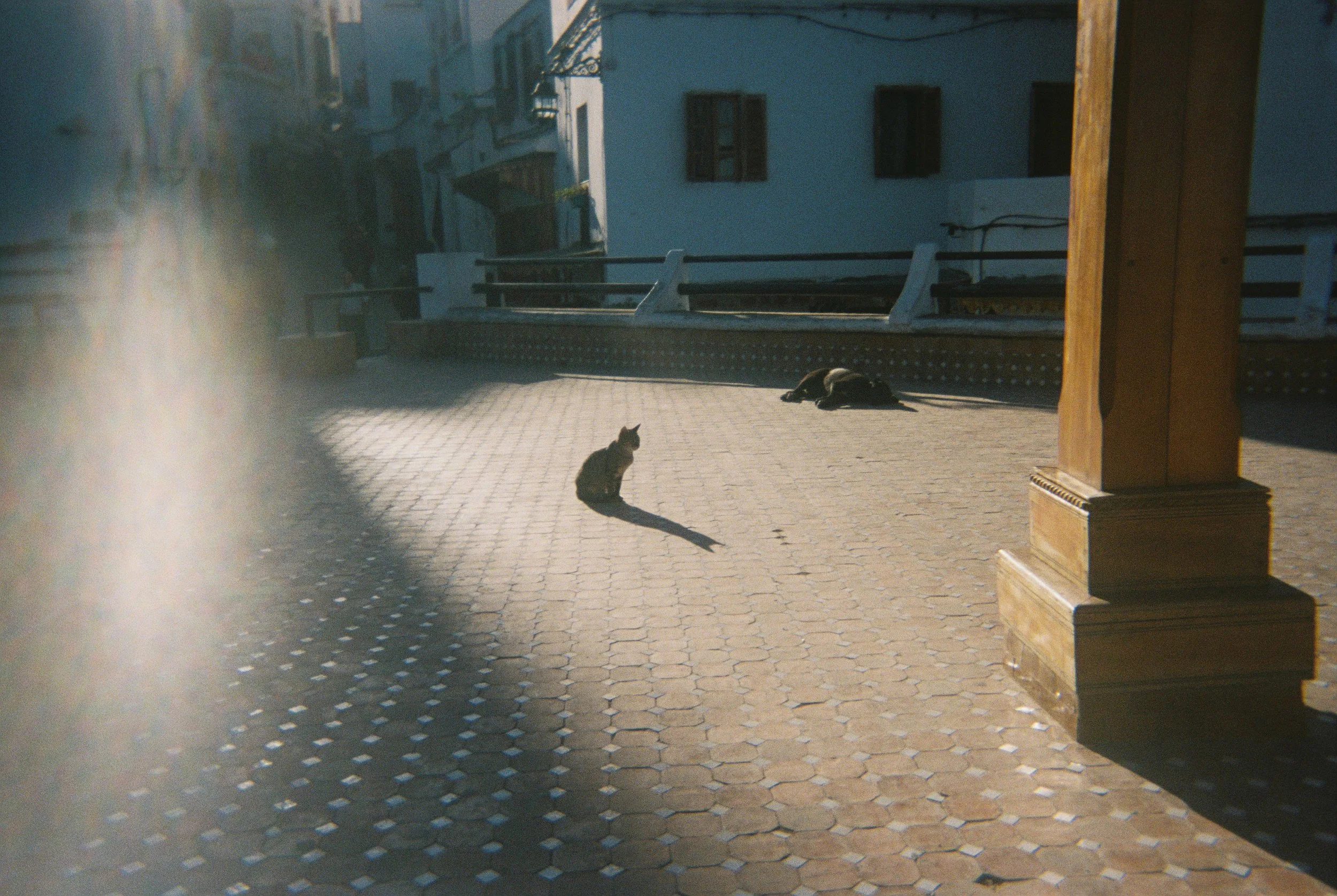 a dog sleeps and a cat looks beautiful outside  a mosque in Tangier. The shadows are getting long the sun is setting and I'm lost in the light.