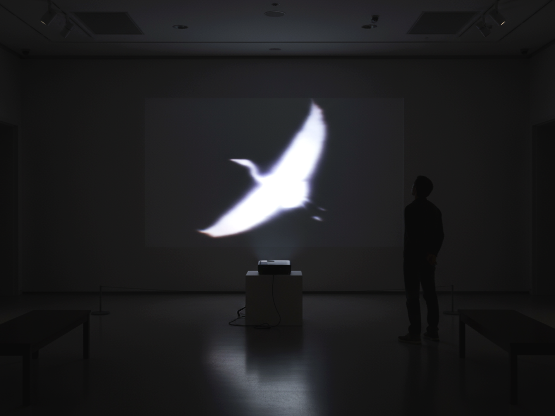 NEW SKIES, 2025
Severin Hallauer
video loop, 3:50 min

As a heron lifts off to leave behind the places that begin to grow cold, striving to survive, it turns into an airplane — a parallel departure, timeless and eternal, both bodies drawn toward new 