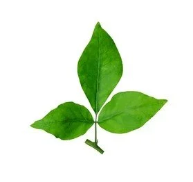 Kiln Dried Flavor Wood Apple