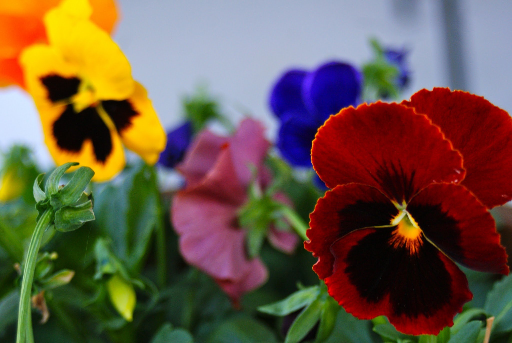 DSC09170.JPG