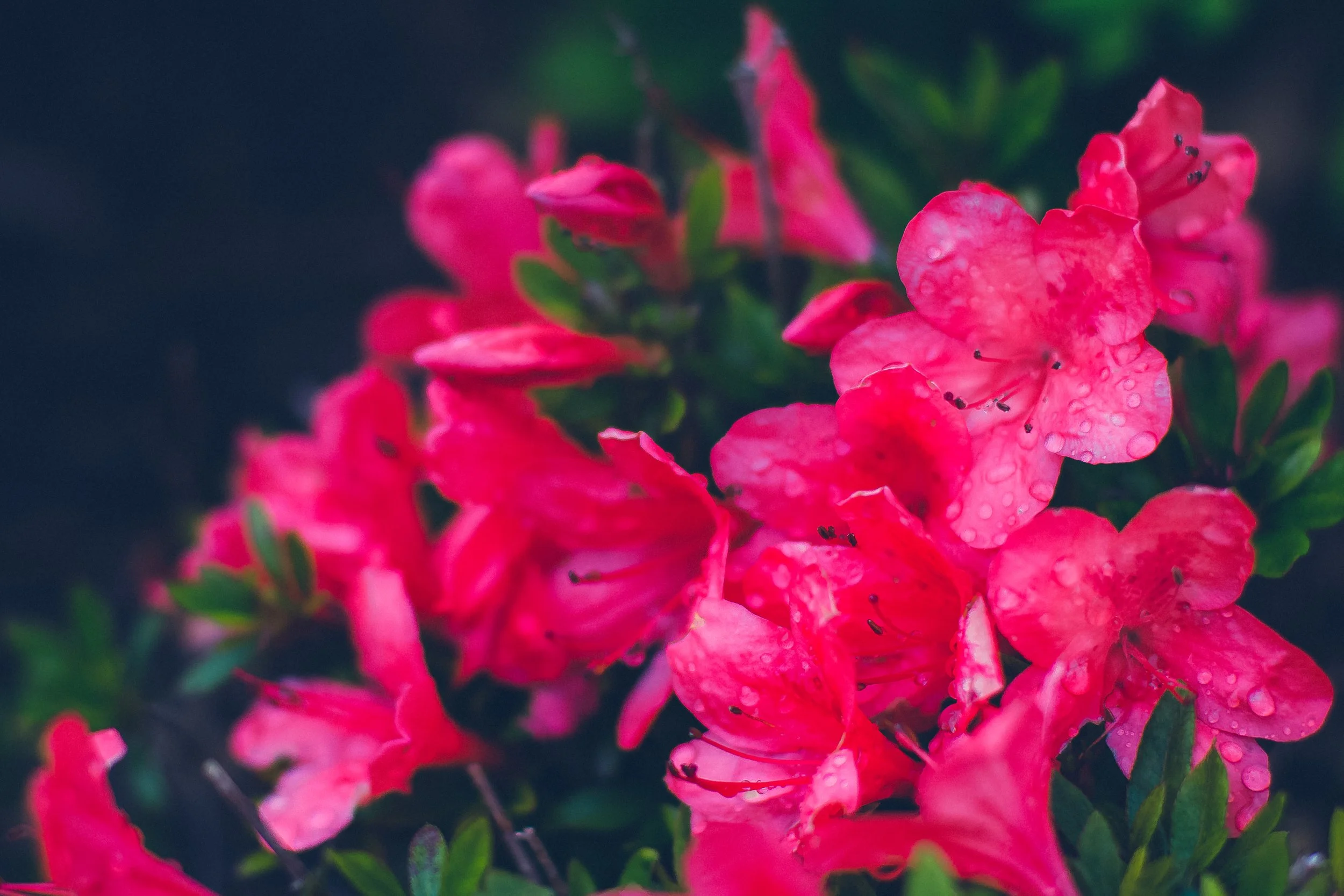 Azaleas.jpg