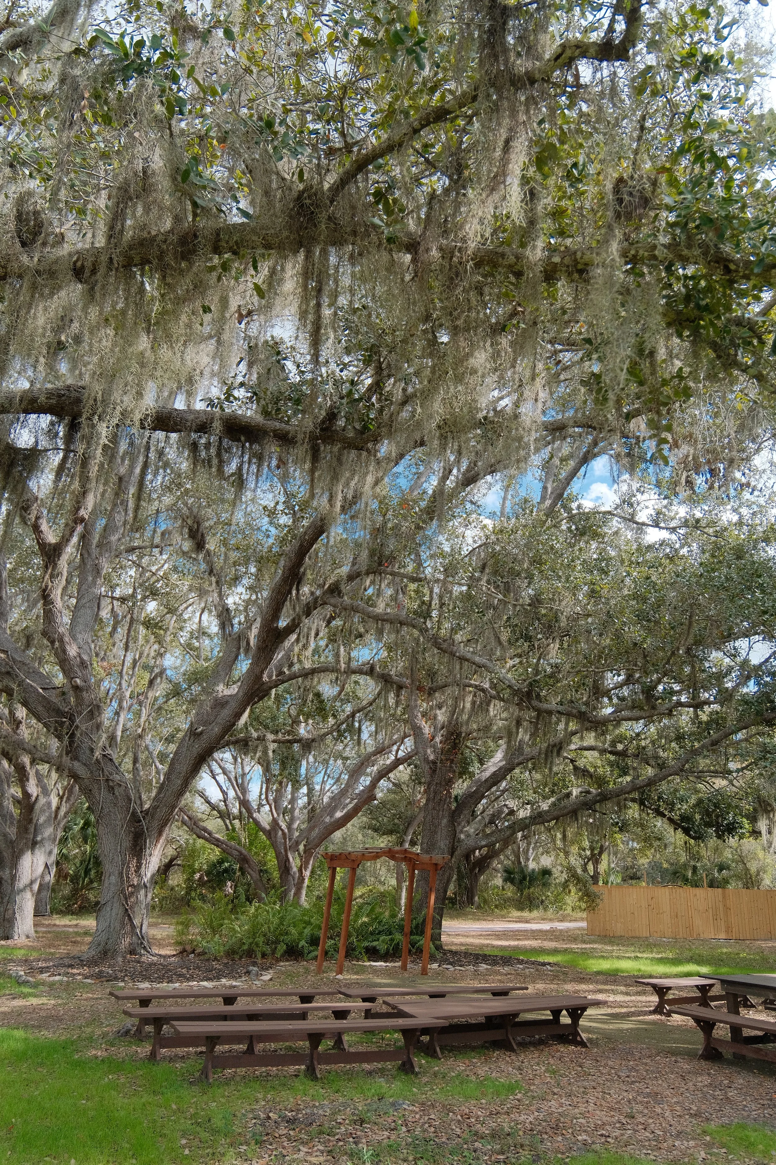 Outdoor park with large oak trees draped in Spanish moss, wooden benches, and a wooden archway, under a partly cloudy sky.
