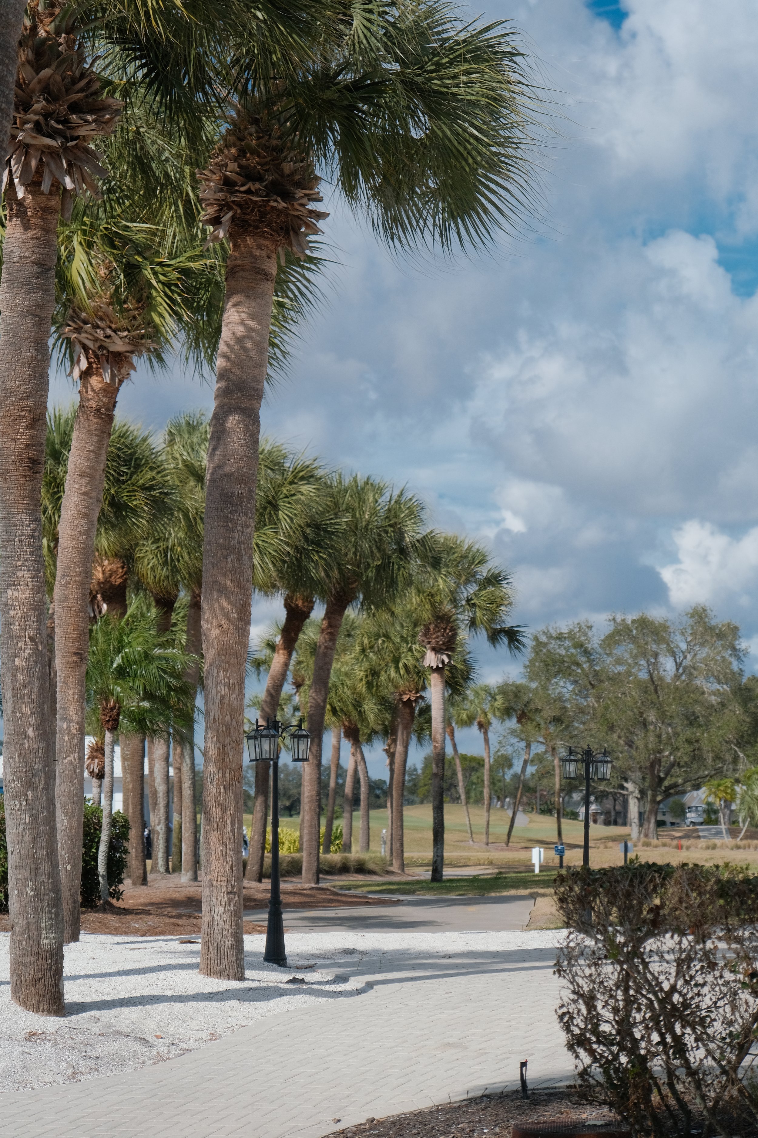 A pathway lined with tall palm trees, black lamp posts, and some sparse bushes on a partly cloudy day.
