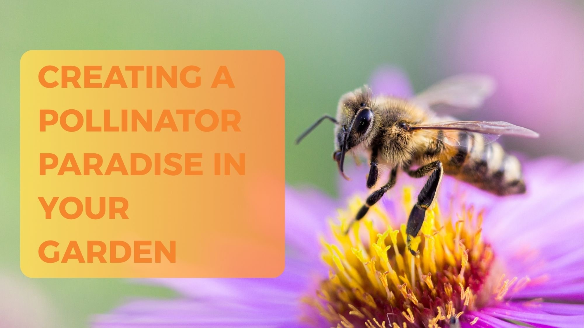 Creating A Pollinator Paradise in Your Garden