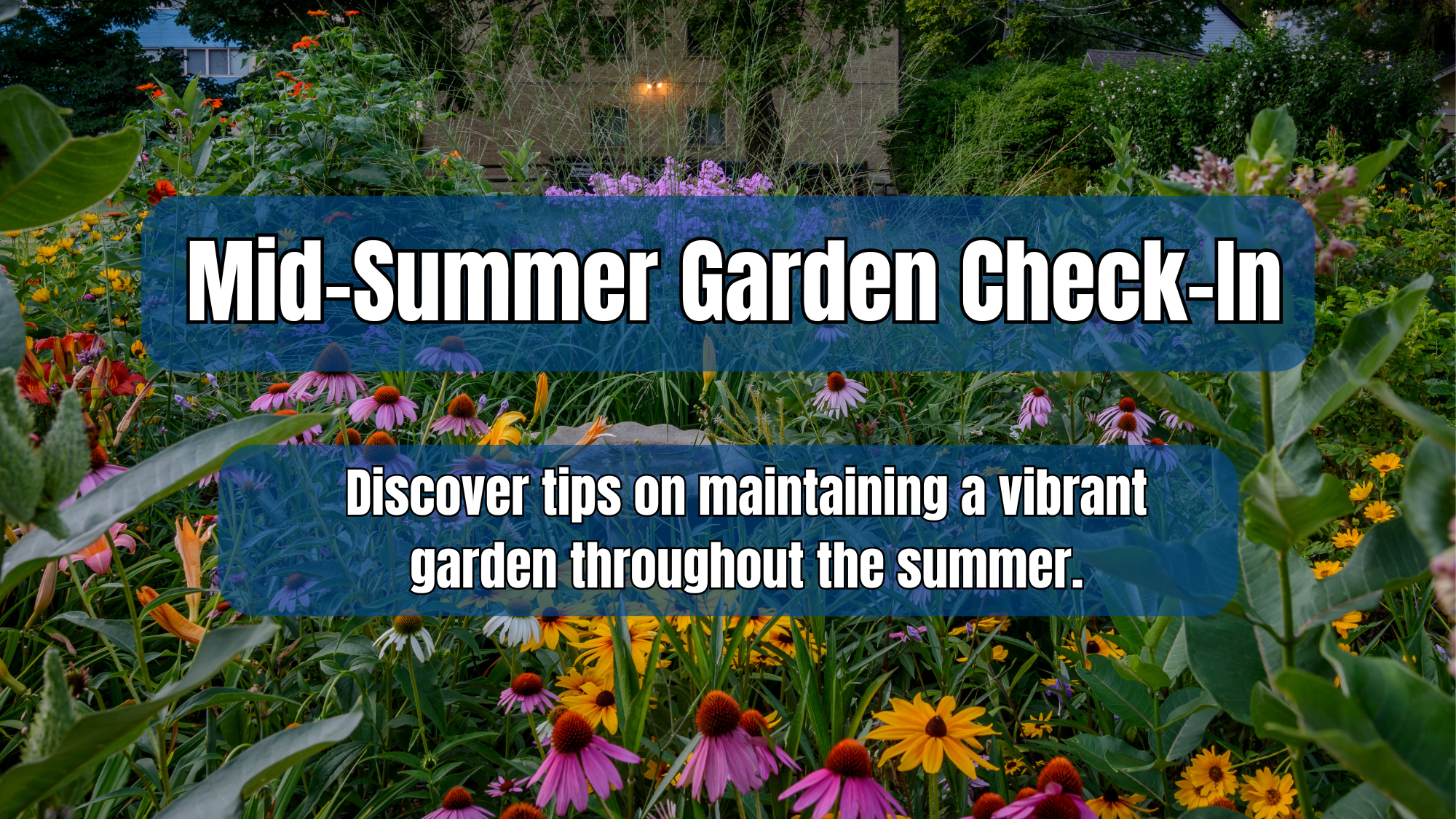 Mid-Summer Garden Check-In