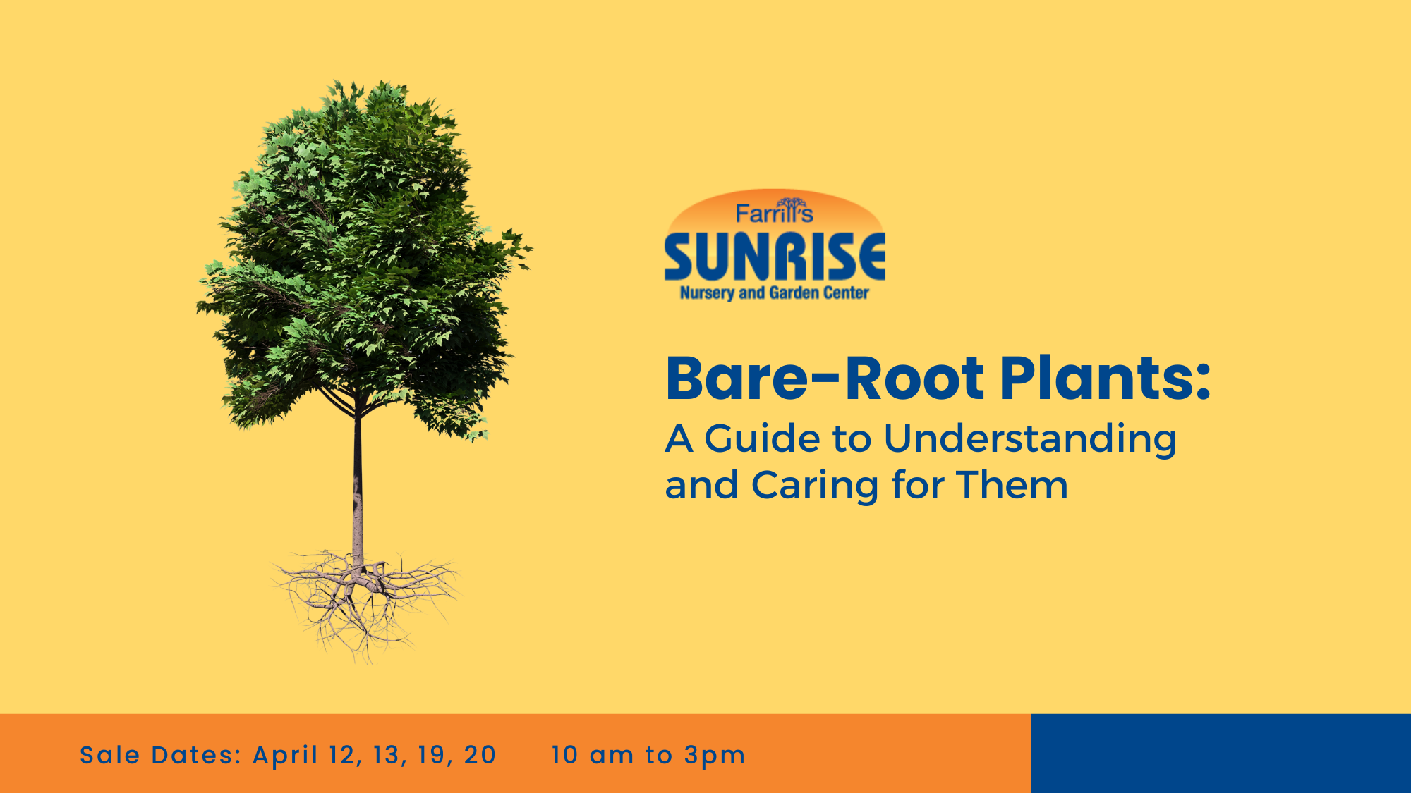 Bare-Root Plants: A Guide to Understanding and Caring for Them ...