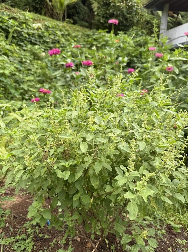 tulsi plantita.jpg