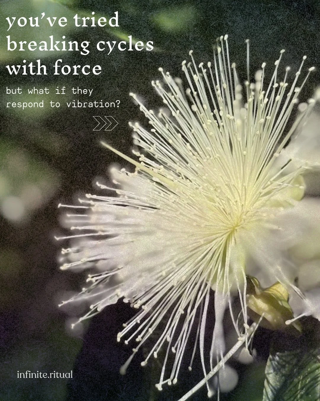 you are about to be flooded in the algyrithims (😂) with so much language about &ldquo;shedding your old self&rdquo; that I just had to step in to say :

maybe it isn&rsquo;t about out running the &ldquo;old&rdquo; you, fam

maybe you&rsquo;ve tried 