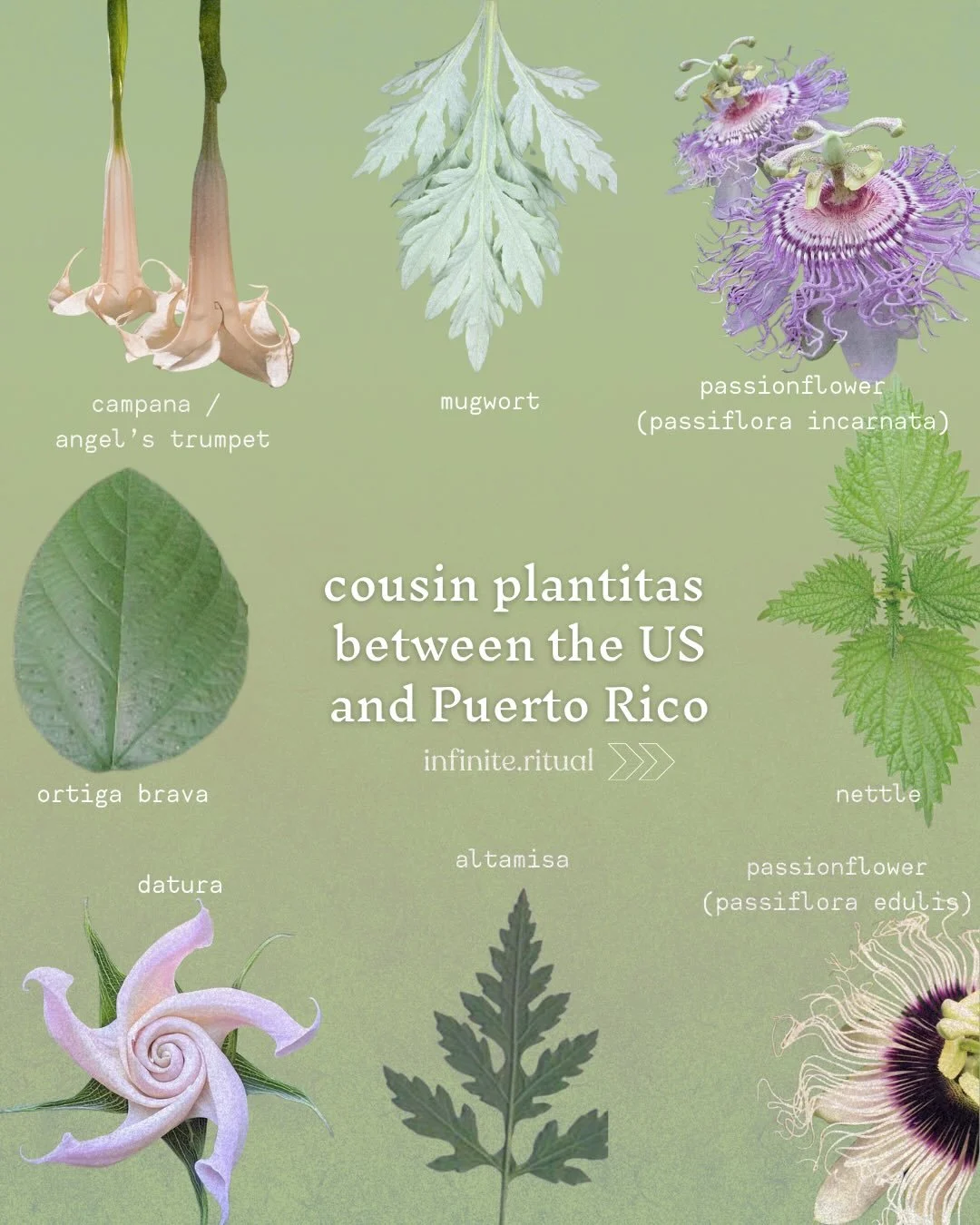 plantita families are fascinating 🌿

I found it to be such a big comfort in my studies for years before being able to move to PR, to connect with the medicinas through the families that have such similar medicinal benefits 💚

Comment &ldquo;plantit