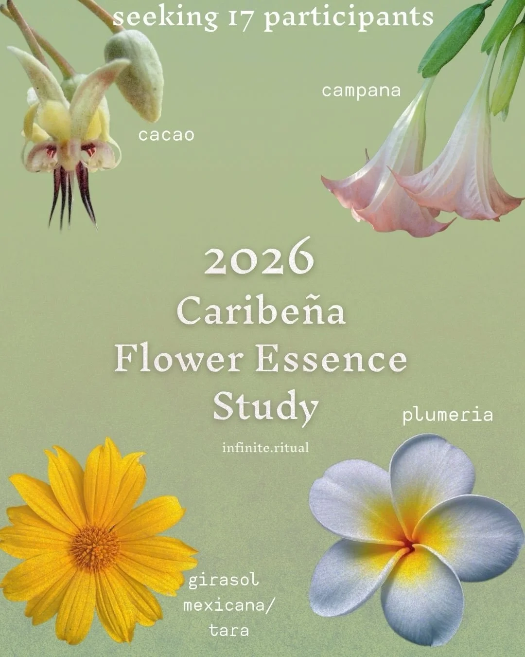 The Caribe&ntilde;a Flower Essence Study for 2026 registration is now open 🌺✨

🗓️ Our opening ceremony call is mid-April. 

This is a four month long initiation into flower medicine of Borik&eacute;n / Puerto Rico. 

💧 We communicate with a differ