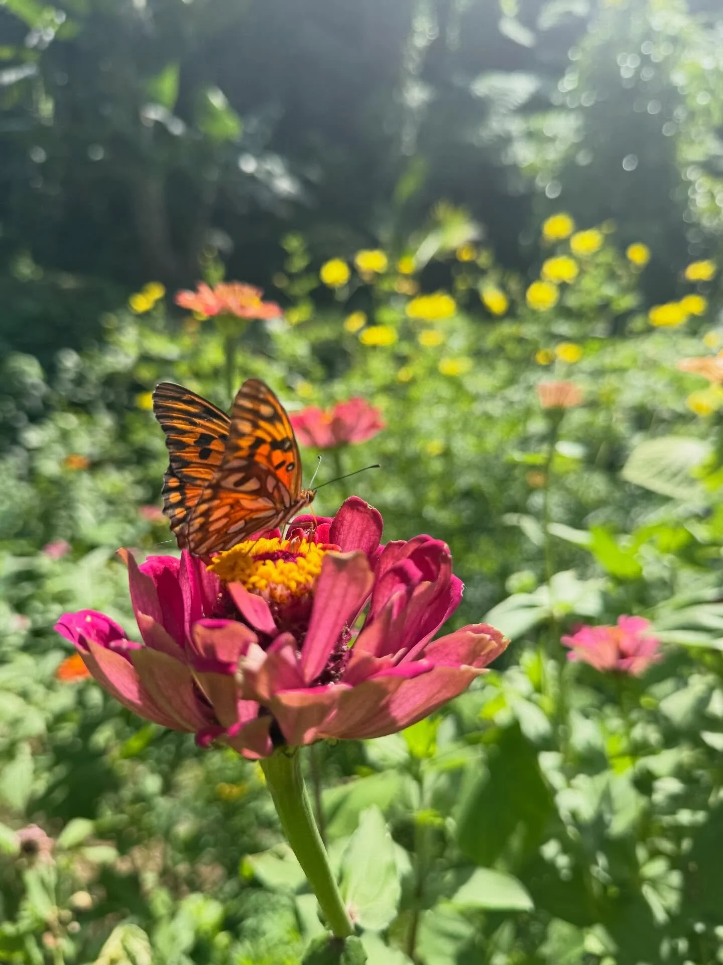 🌸 on walking the path of beauty : &amp; medicine :

I believe we have the good work to cultivate as much beauty as we can in this world : not only to recognize it in our daily lives : but to nourish &amp; sustain an inherent sense of beauty that exi