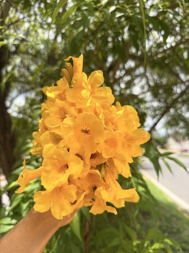 sauco amarillo.jpg