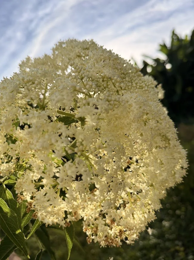 elderflower2.jpg
