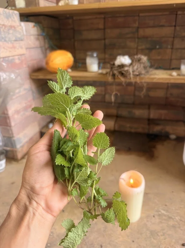 lemonbalm plantita.jpg