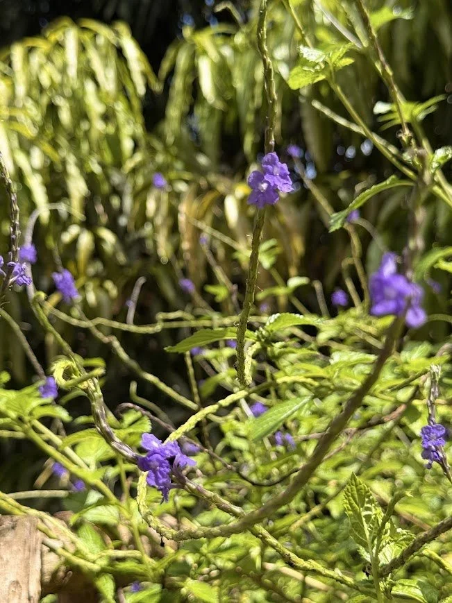 verbena.jpg