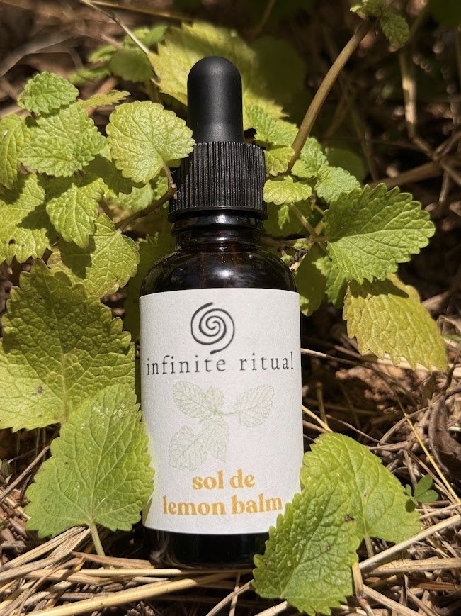 sol de lemon balm.jpg