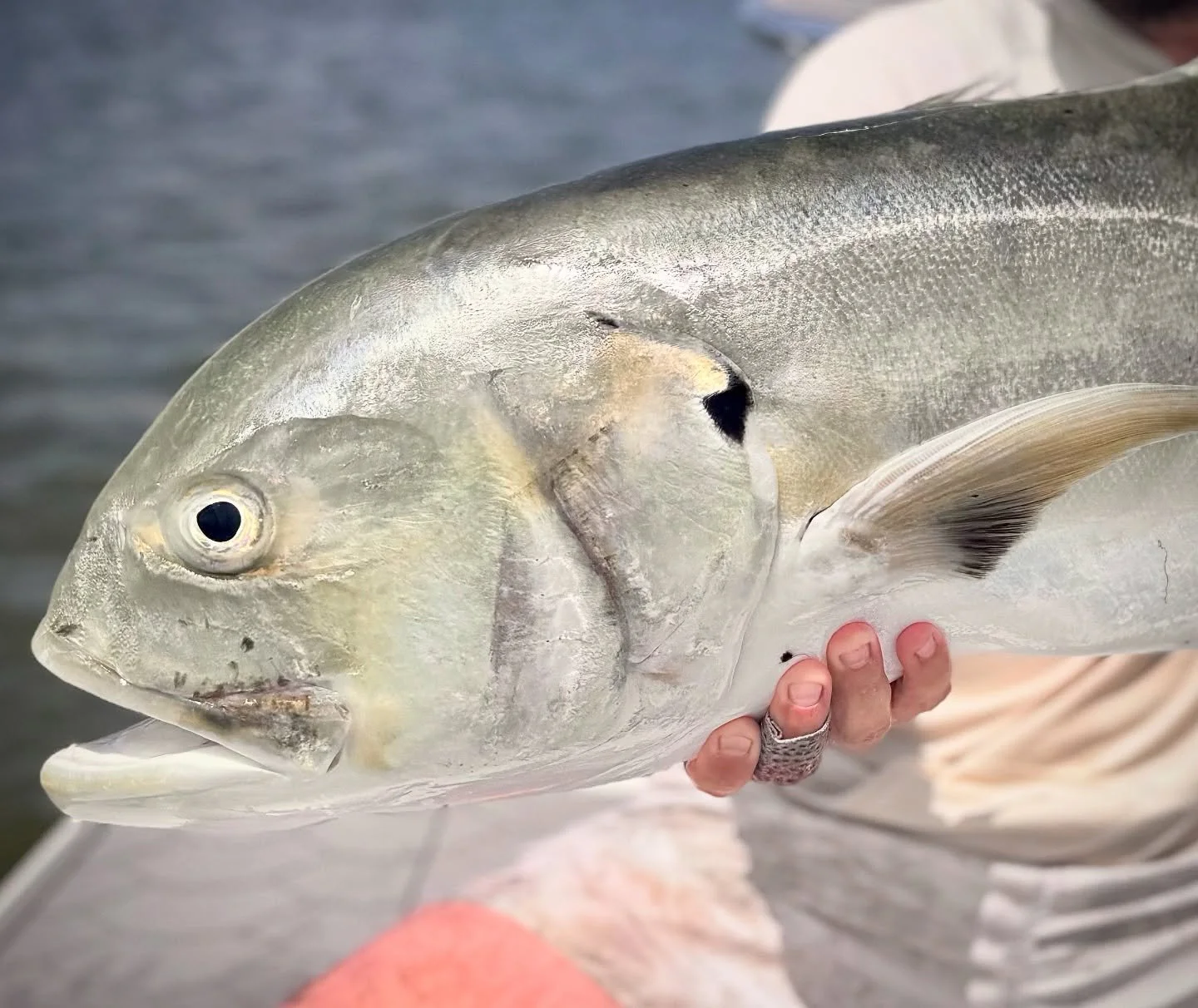 A Bull in a China Shop&hellip;
.
.
.
#talltidescharters #jackcrevalle #flyfishing #orvisendorsedoutfitter #savannahgeorgia