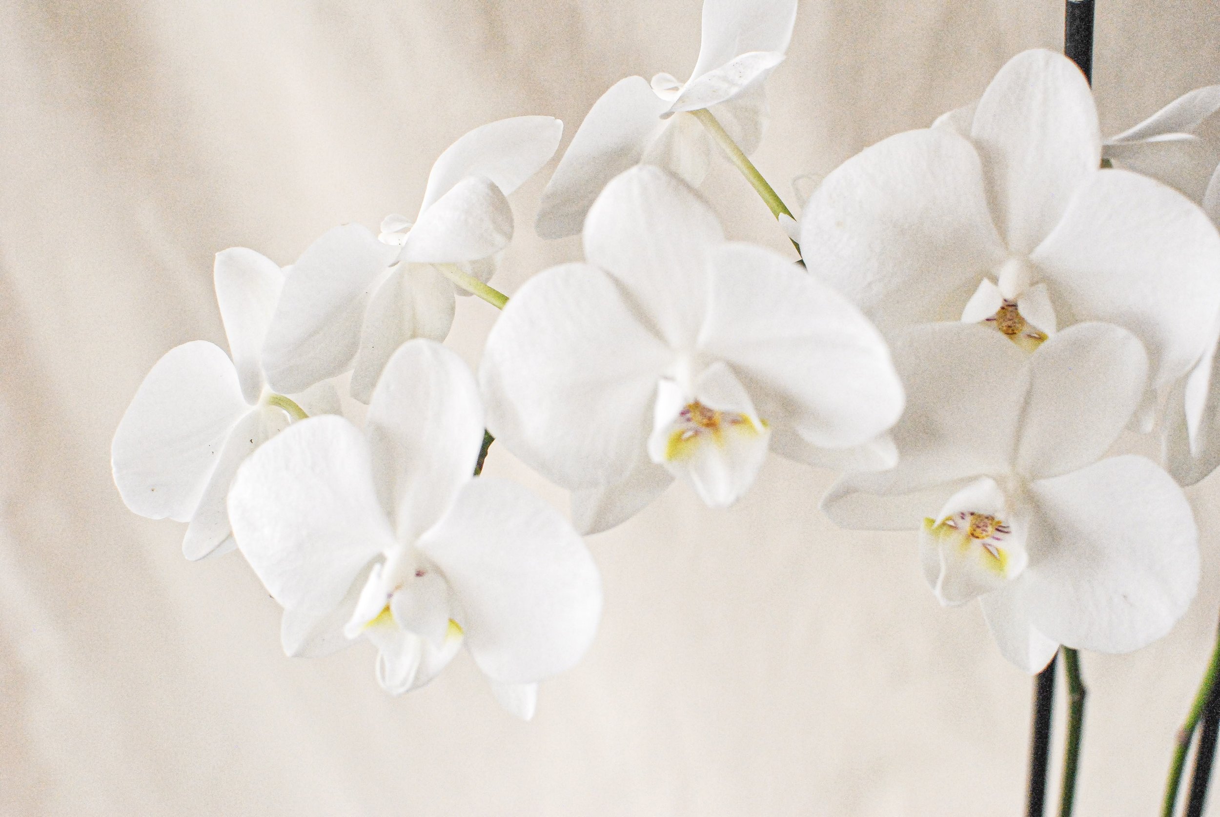 potted-orchid-st-augustine.jpg