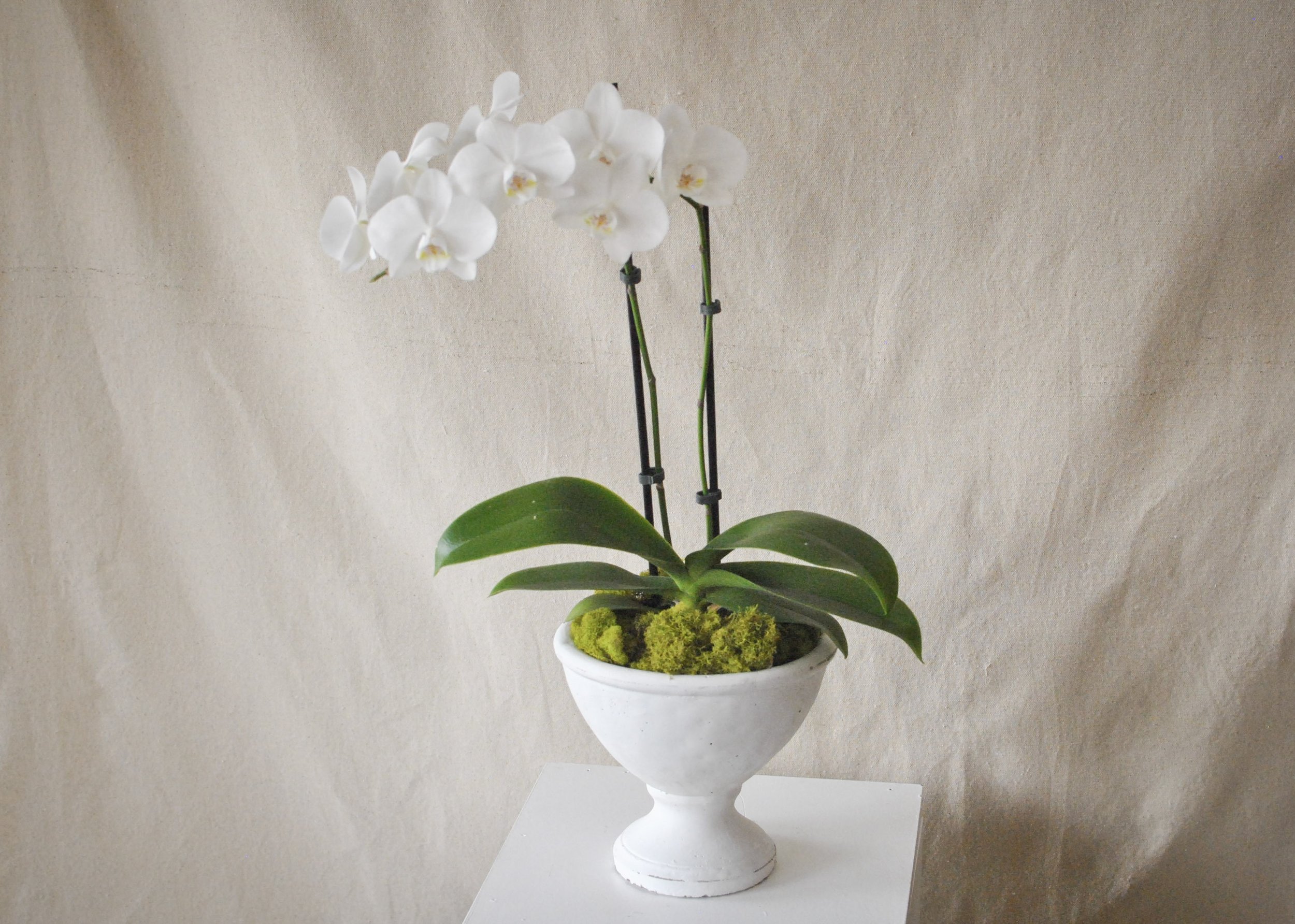 potted-orchid-st-augustine(1).jpg