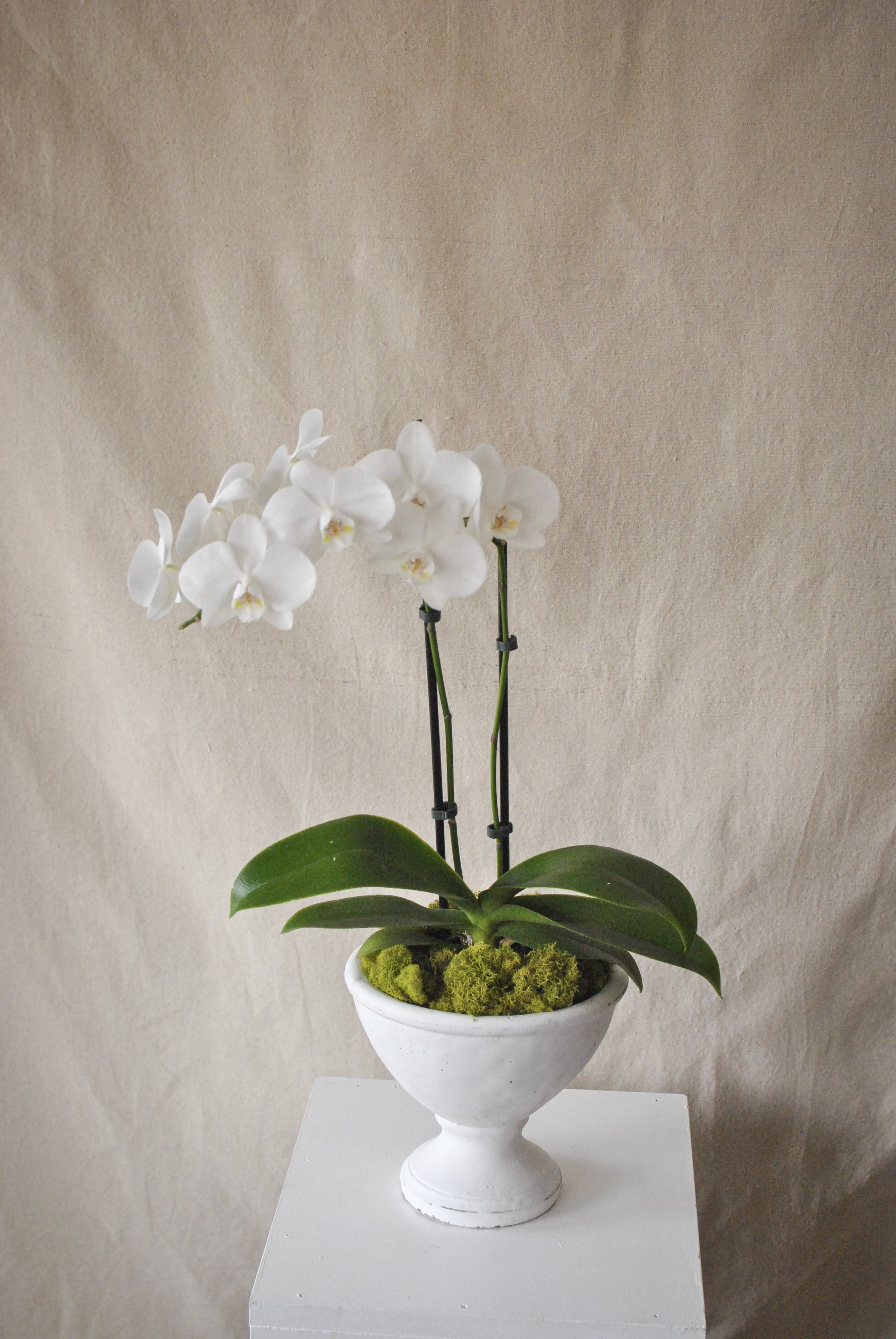 Potted Orchid