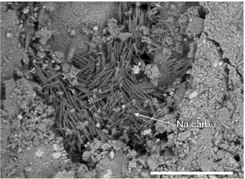 Potential Precursors for Life Found in a Carbon-Rich Asteroid