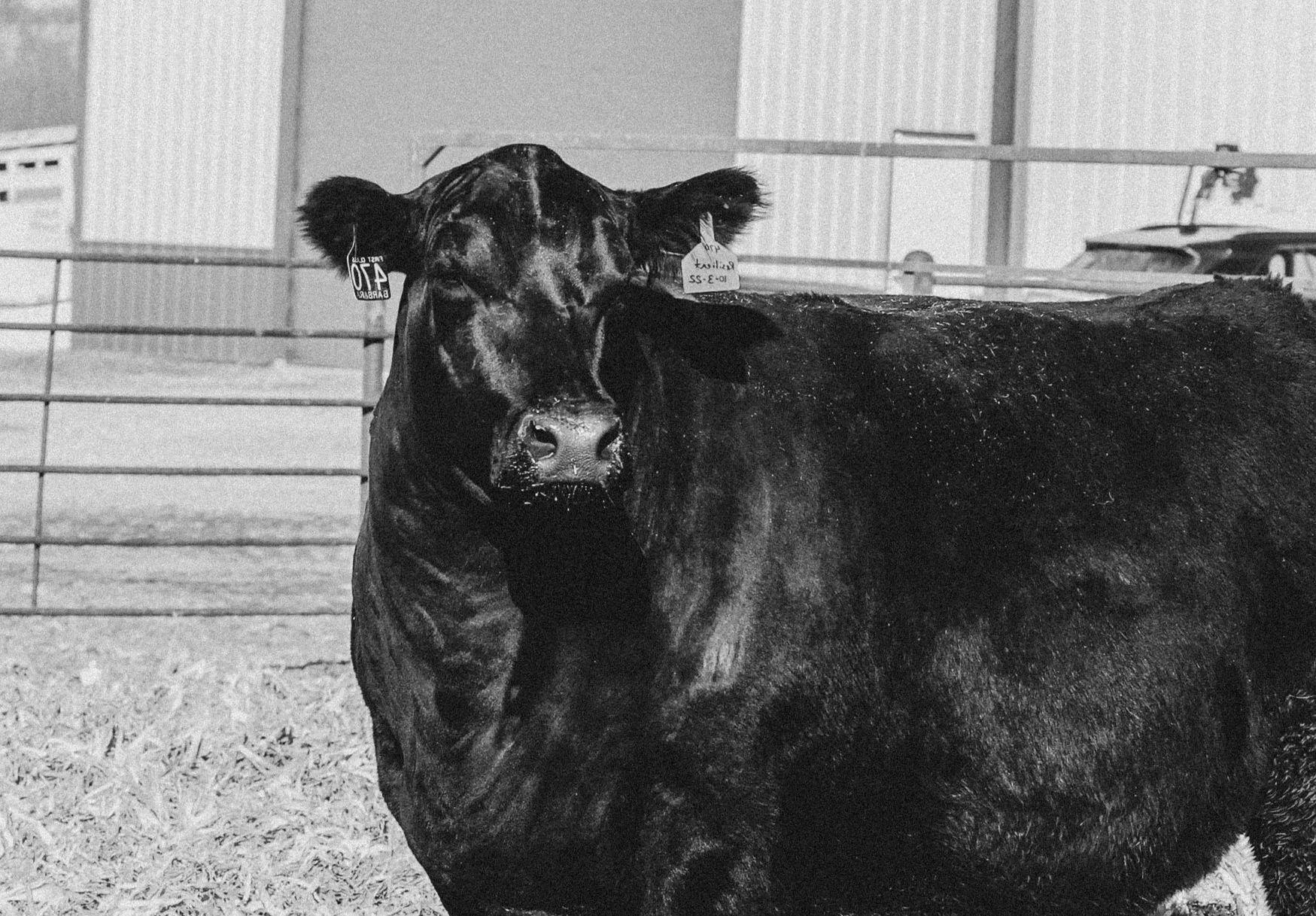 Deppe Angus