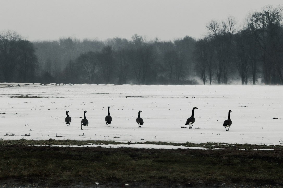 Geese in a row