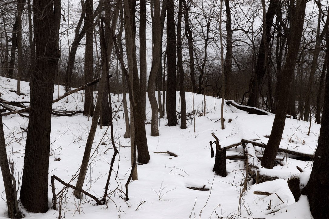 Snowy Woods