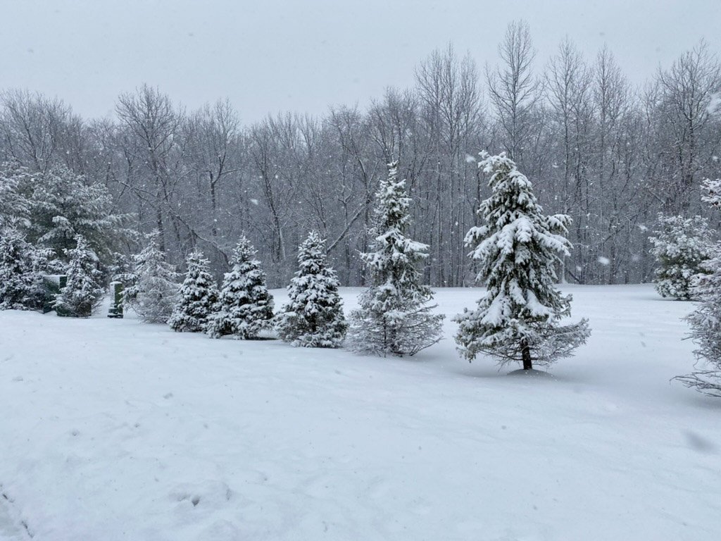 Trees in snow