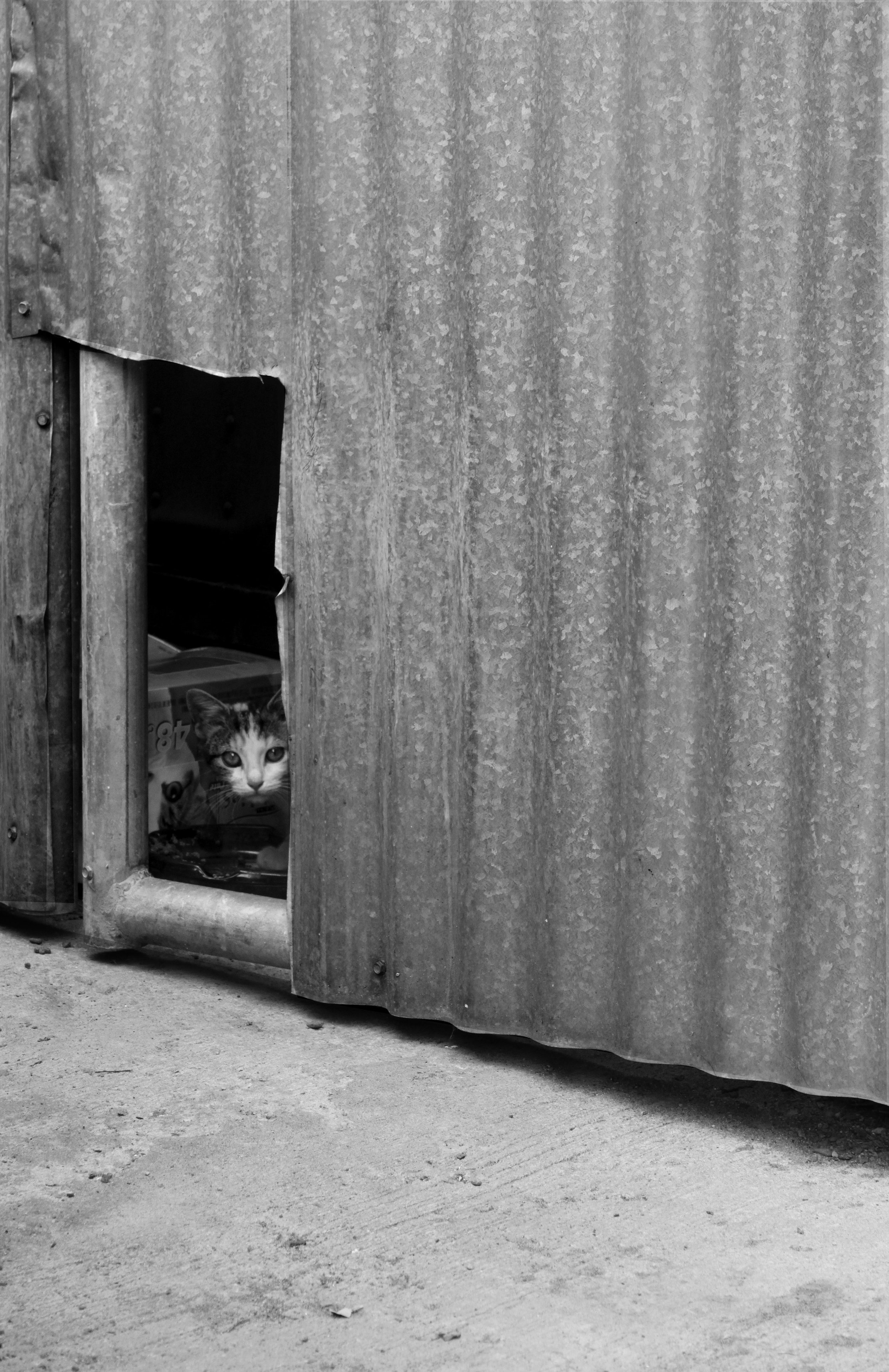 Hello Kitty.
