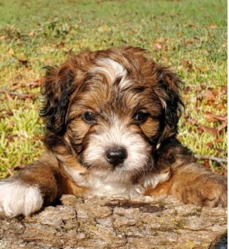 Cute brown, white, and black puppy lying on a log outdoors on grass.
