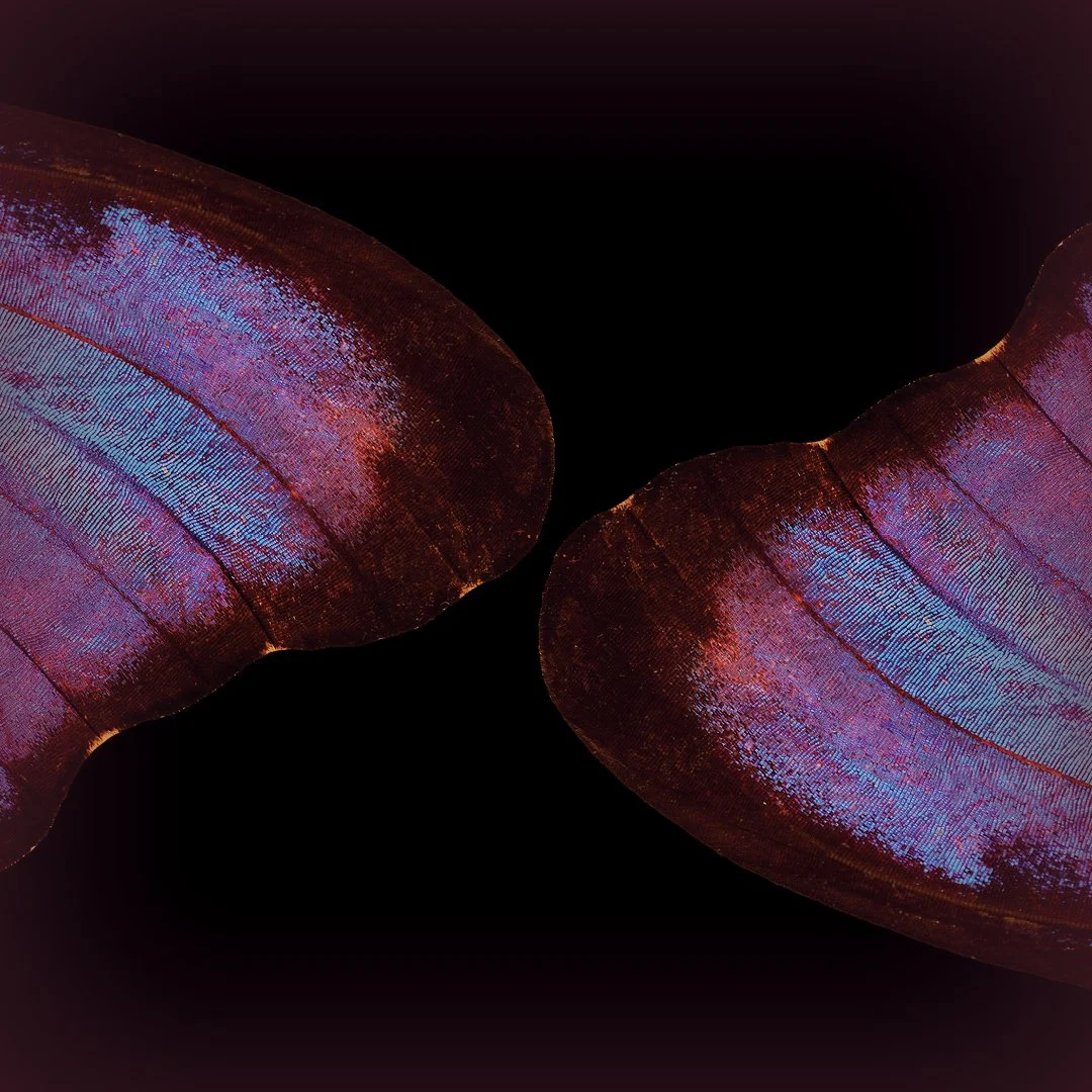 Stylized image of butterfly wings, somewhat rainbow-patterned, especially featuring blues and purples and pinks