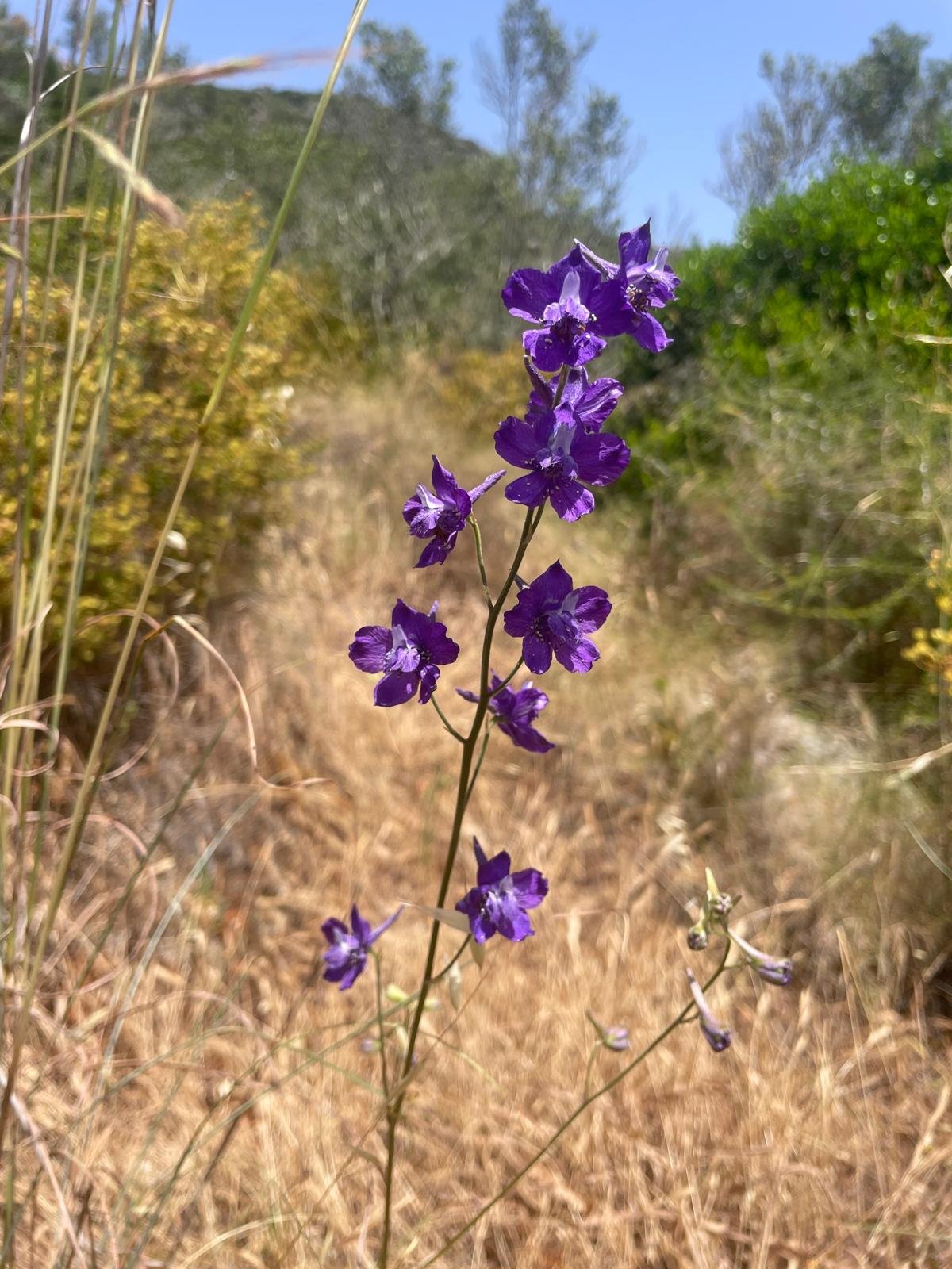 Delphinium pentagynum - June 2025