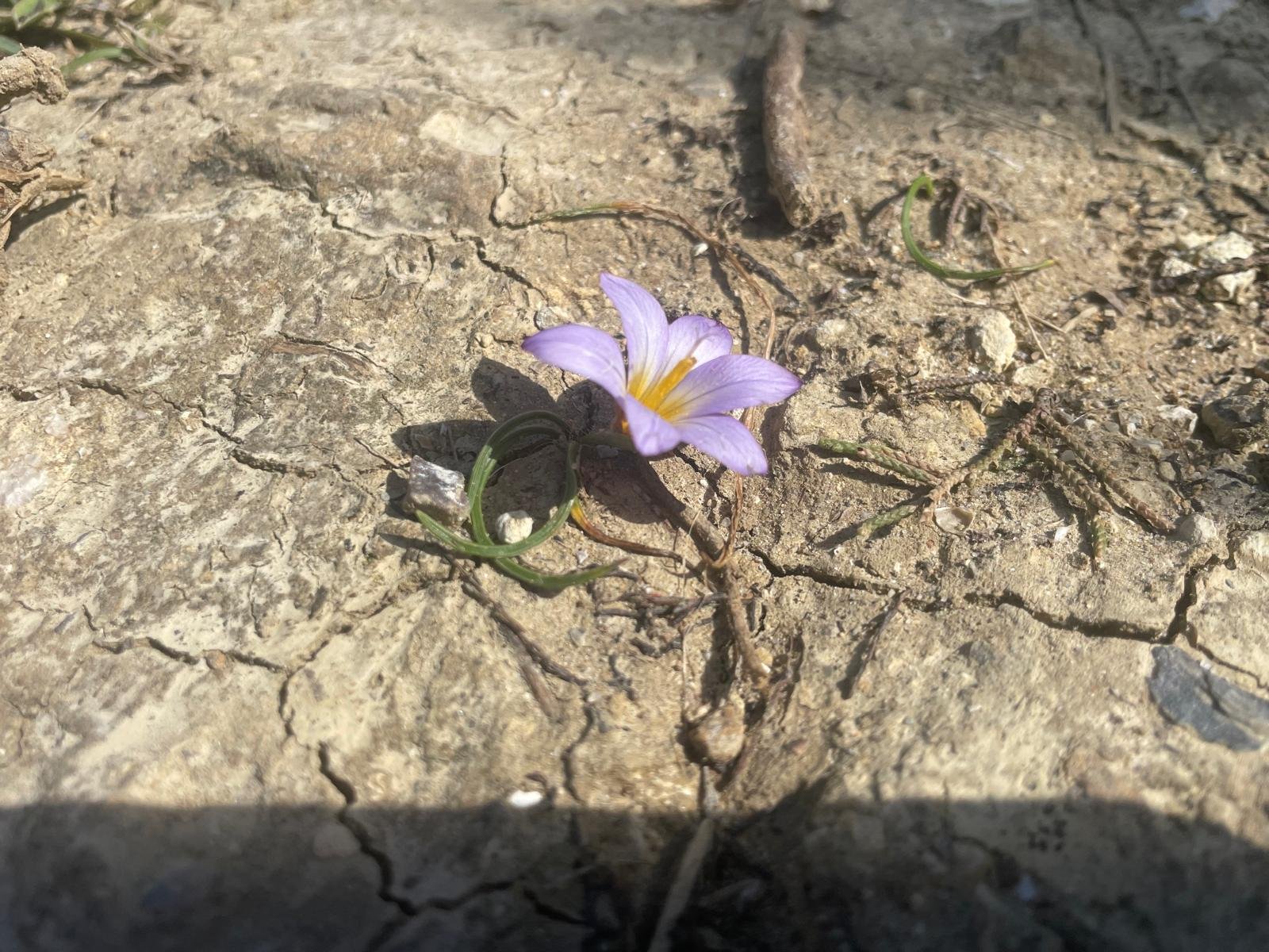 Romulea bulbocodium - March 2025