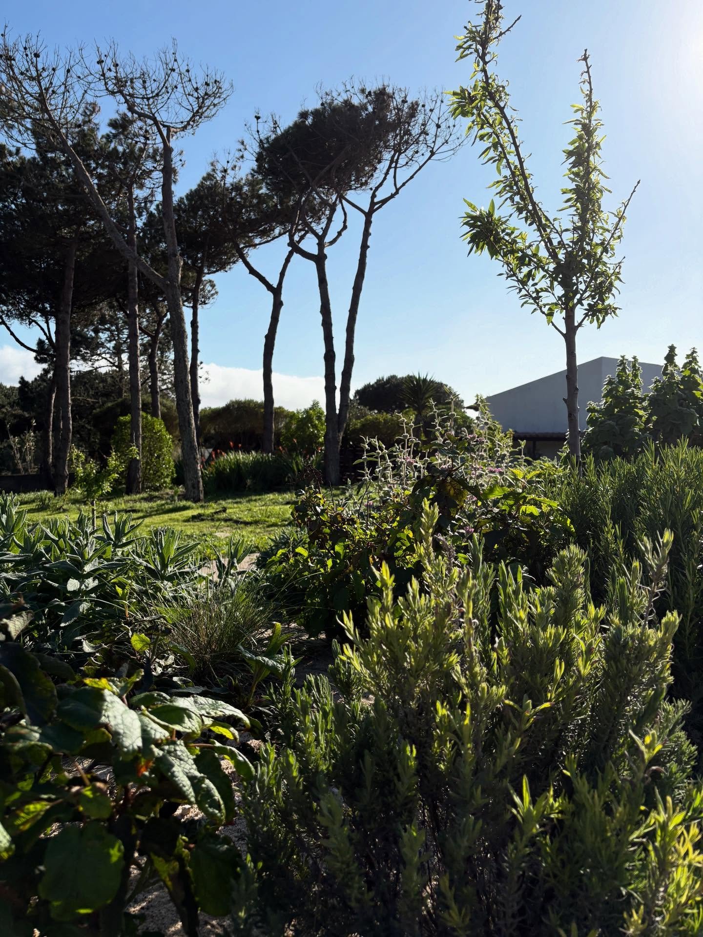 Spring gardening, suns out, plants starting to take off. The native Scilla S. peruviana doing its thing and bulking up on last year.

Lots of lovely annuals also being sown into the mix.

Papaver &lsquo;Laurens Grape&rsquo;
Nicotiana &lsquo;Mojito&rs
