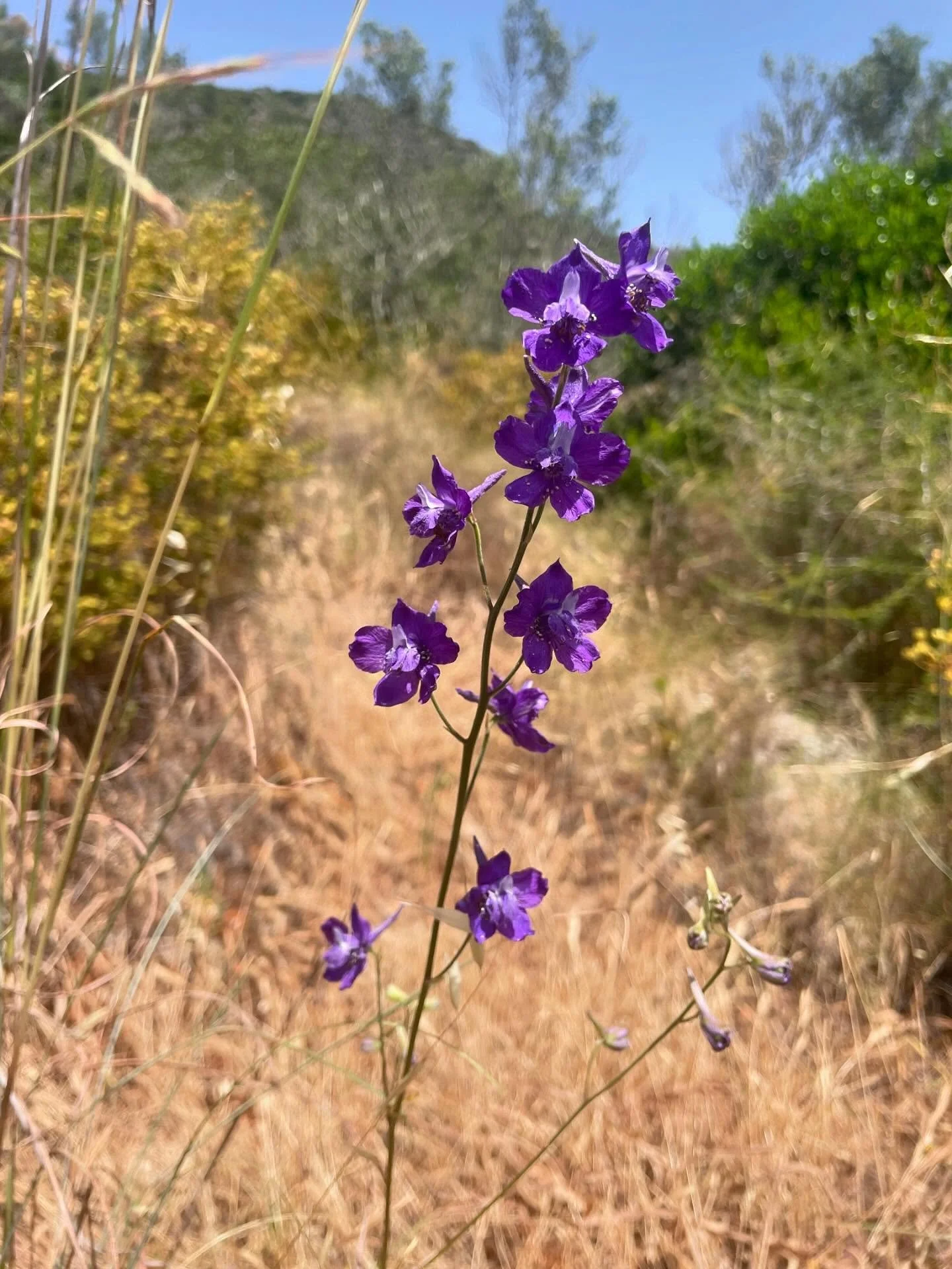 After a wicked day out with @academiadapaisagem and @sigmetum - A native to Portugal and North Africa Delphinium pentagynum. Spotted on the way down to Praia do Creiro, a blue blue 🔵 shortish larkspur amongst the evergreen coastal scrub. Really stro
