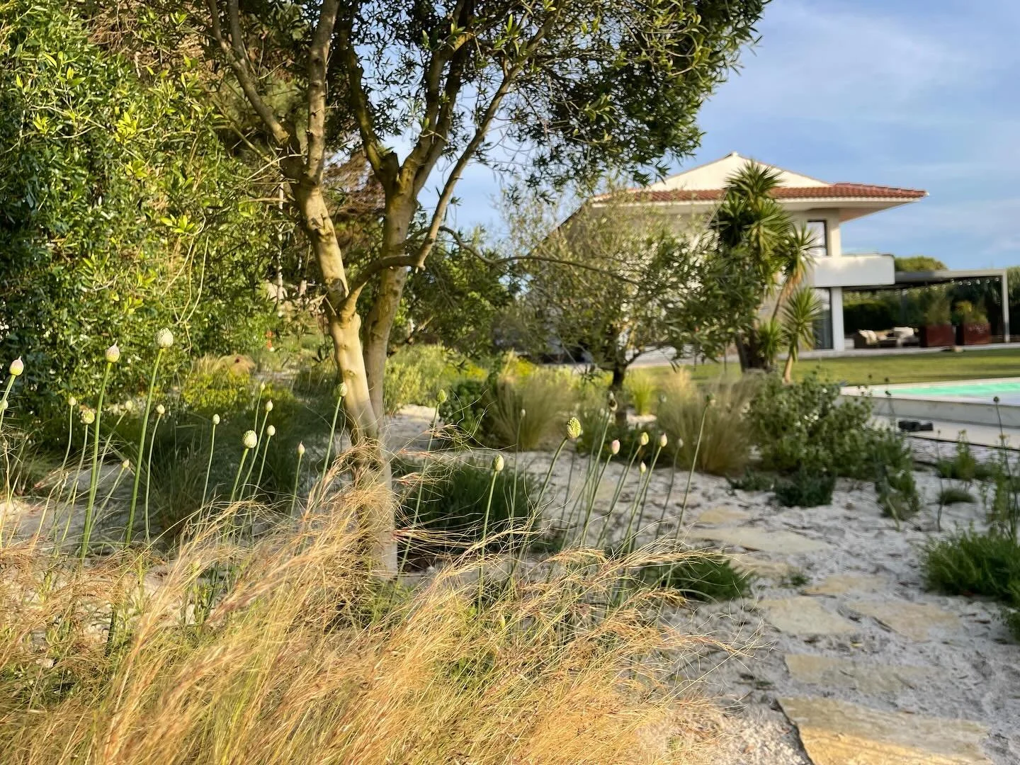 Alliums are about to break in Fontanelas.

Ive added a little Achillea ageratum for some dried flower arranging along with sowing Lagurus ovatus to gently seed about the place. A more general sowing will happen in autumn to introduce a wider selectio